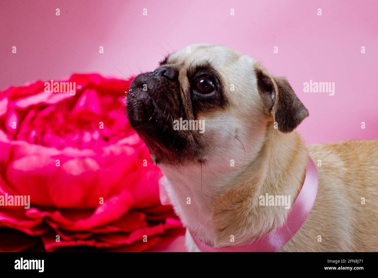 Witziger Geburtstagshund beim Kuchen mit einer Kerze vorne Von ihm auf dem rosa Hintergrund Stockfoto