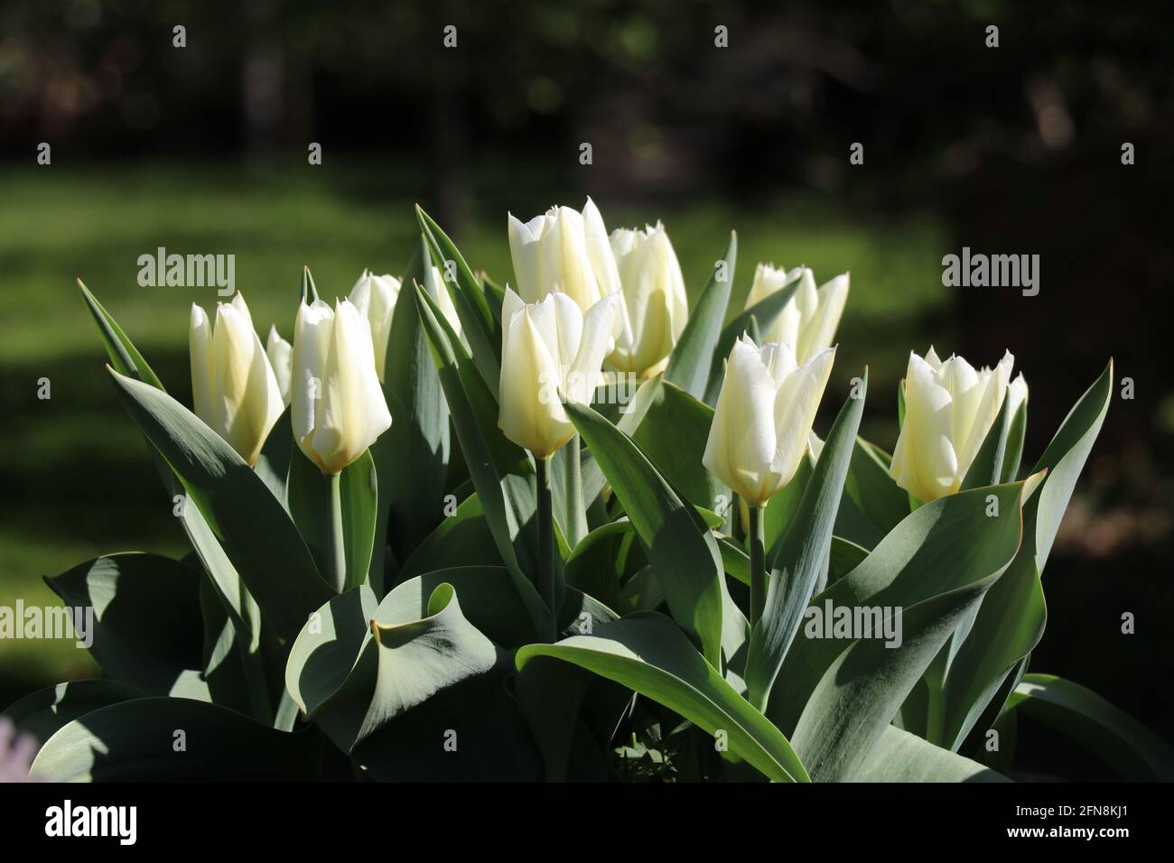 Weiße Tulpen wachsen in der Sonne mit einem Bokeh-Grün Hintergrund Stockfoto