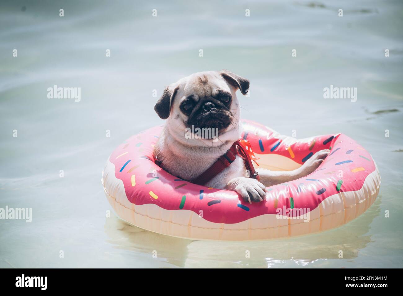 Ein Hund der Mops-Rasse schwimmt auf einem Schlauchboot Ring im Meer  Stockfotografie - Alamy