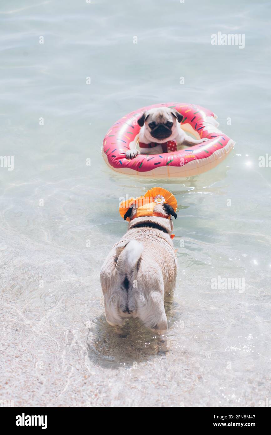 Süßer Mops schwimmt in einem Schwimmbad mit einem rosa Schwimmring Flotation Gerät und Freund rettet ihn Stockfoto