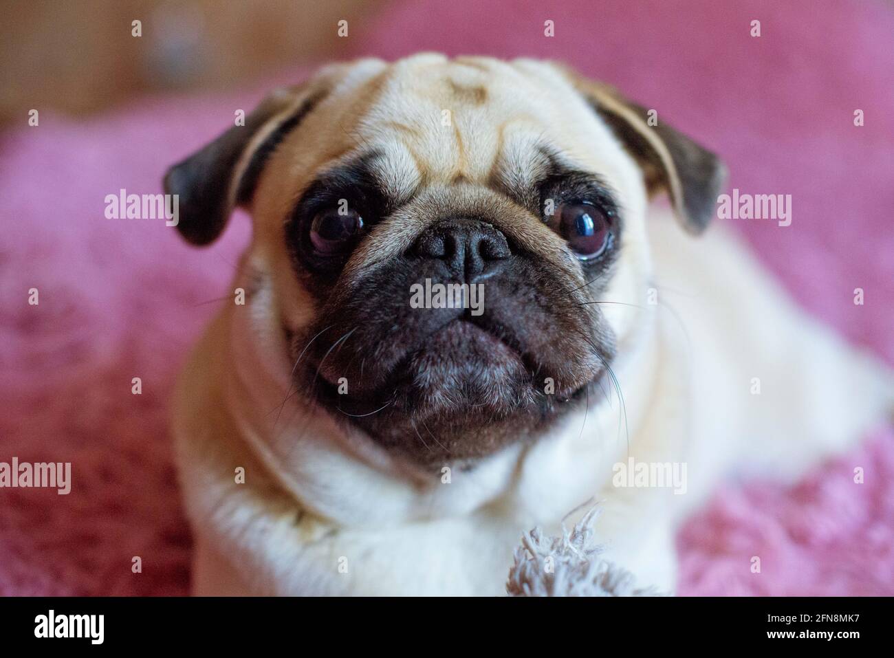 Lustige Pug Hund auf dem rosa Hintergrund. Stockfoto