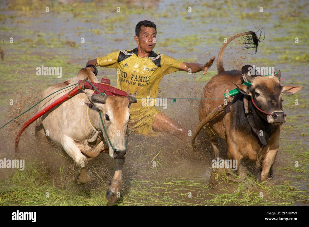 WEST SUMATRA, 15. Mai 2021 (Xinhua) -- EIN Jockey nimmt an einem traditionellen PACU-Jawi-Kuhrennen in Tanah Datar in West Sumatra, Indonesien, am 15. Mai 2021 Teil. Der PACU Jawi wird jährlich auf schlammigen Reisfeldern abgehalten, um das Ende der Erntezeit zu feiern. (Foto von Andri Mardiansyah/Xinhua) Stockfoto