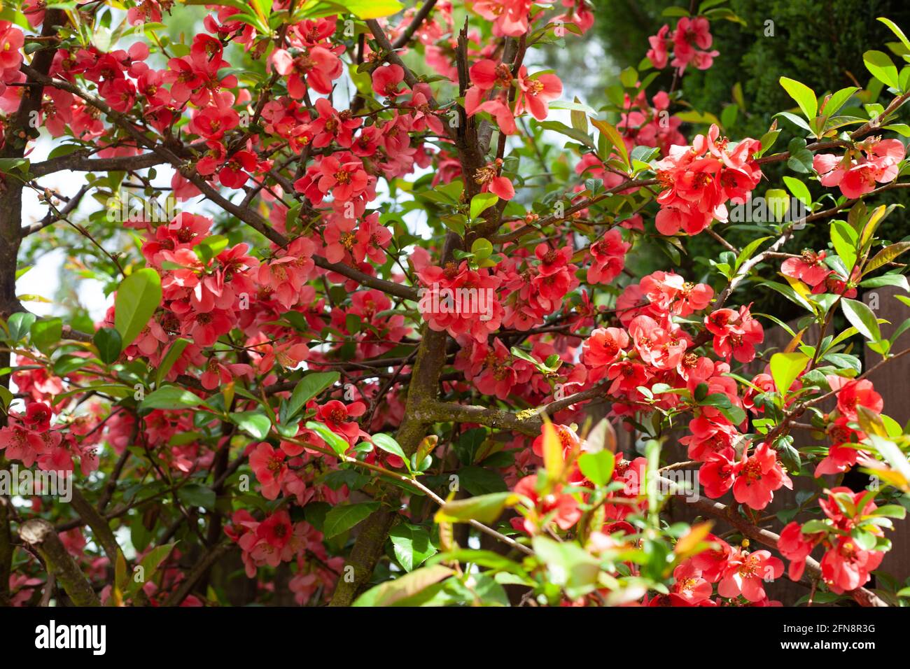 Blühende Sträucher, die Blätter sind klein und grün, und die Blüten sind rosa. Es gibt Sonne und Helligkeit. Stockfoto