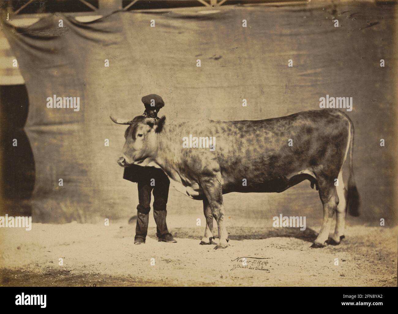 Vache Garonnaise, ag&#xe9;e de 5 &#xe0; 6 ans, 1856. Stockfoto
