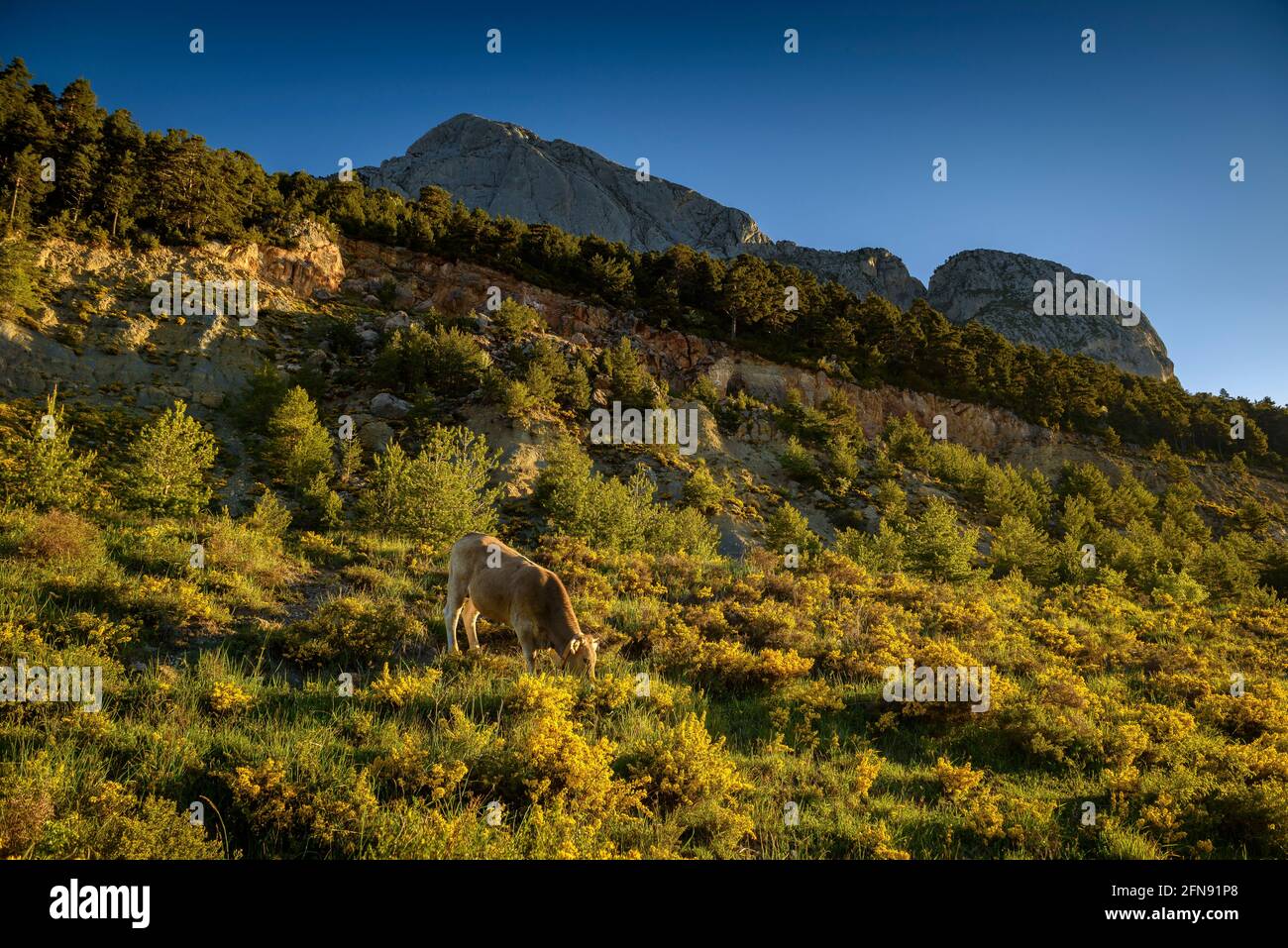 Pedraforca Südwand von Coll de Jou mit Kühen auf den Wiesen der alten Saldes Minen (Berguedà, Katalonien, Spanien, Pyrenäen) Stockfoto