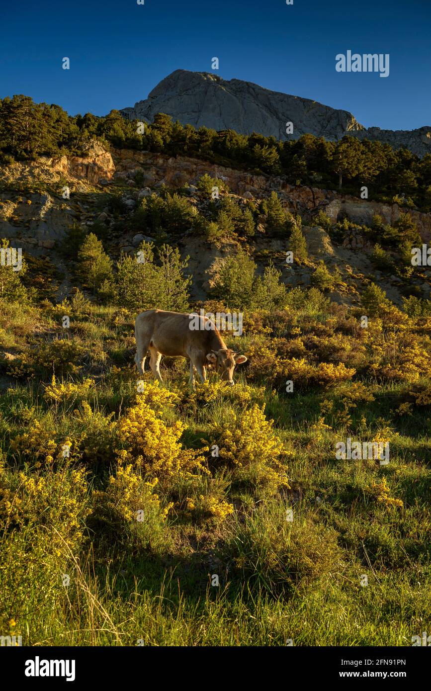 Pedraforca Südwand von Coll de Jou mit Kühen auf den Wiesen der alten Saldes Minen (Berguedà, Katalonien, Spanien, Pyrenäen) Stockfoto