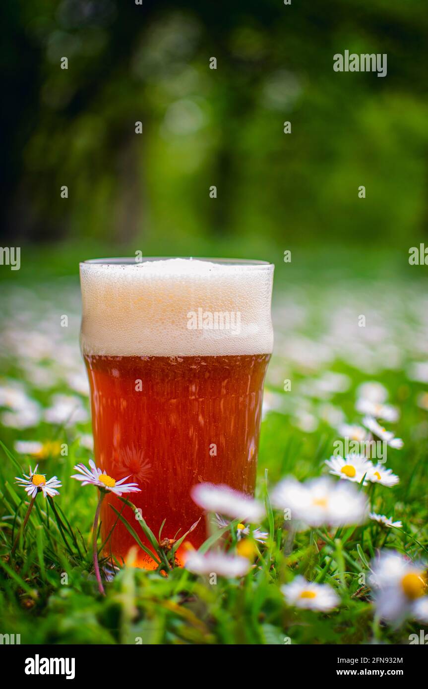Selbstgebrautes Bier Stockfoto