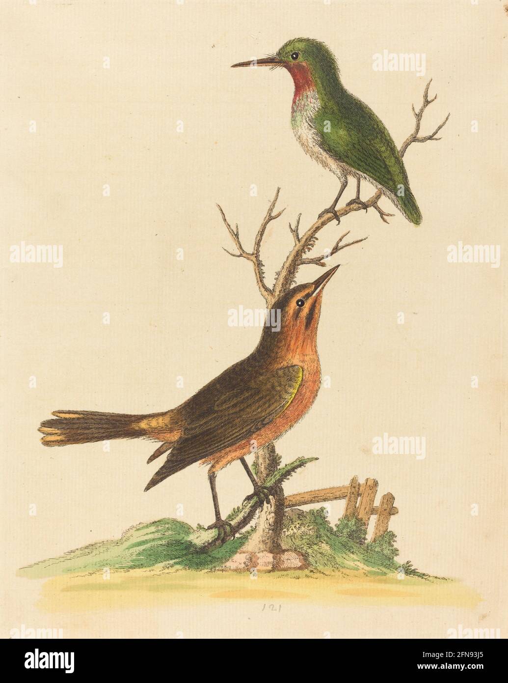 Grüner Vogel mit roter Kehle und brauner und oranger Vogel. Stockfoto