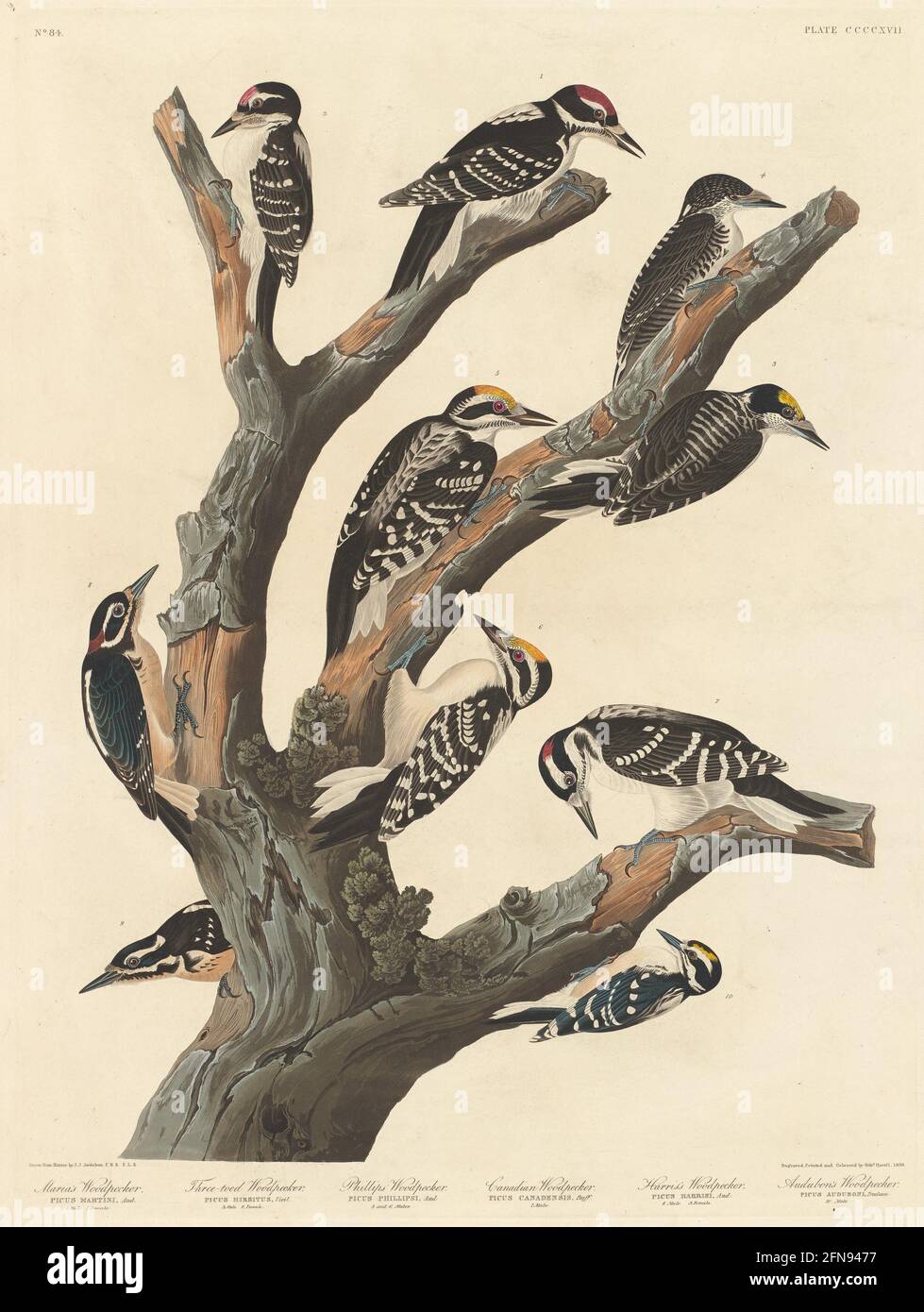 Amerikaner Drei Toed Specht Stockfotos Und Bilder Kaufen Alamy