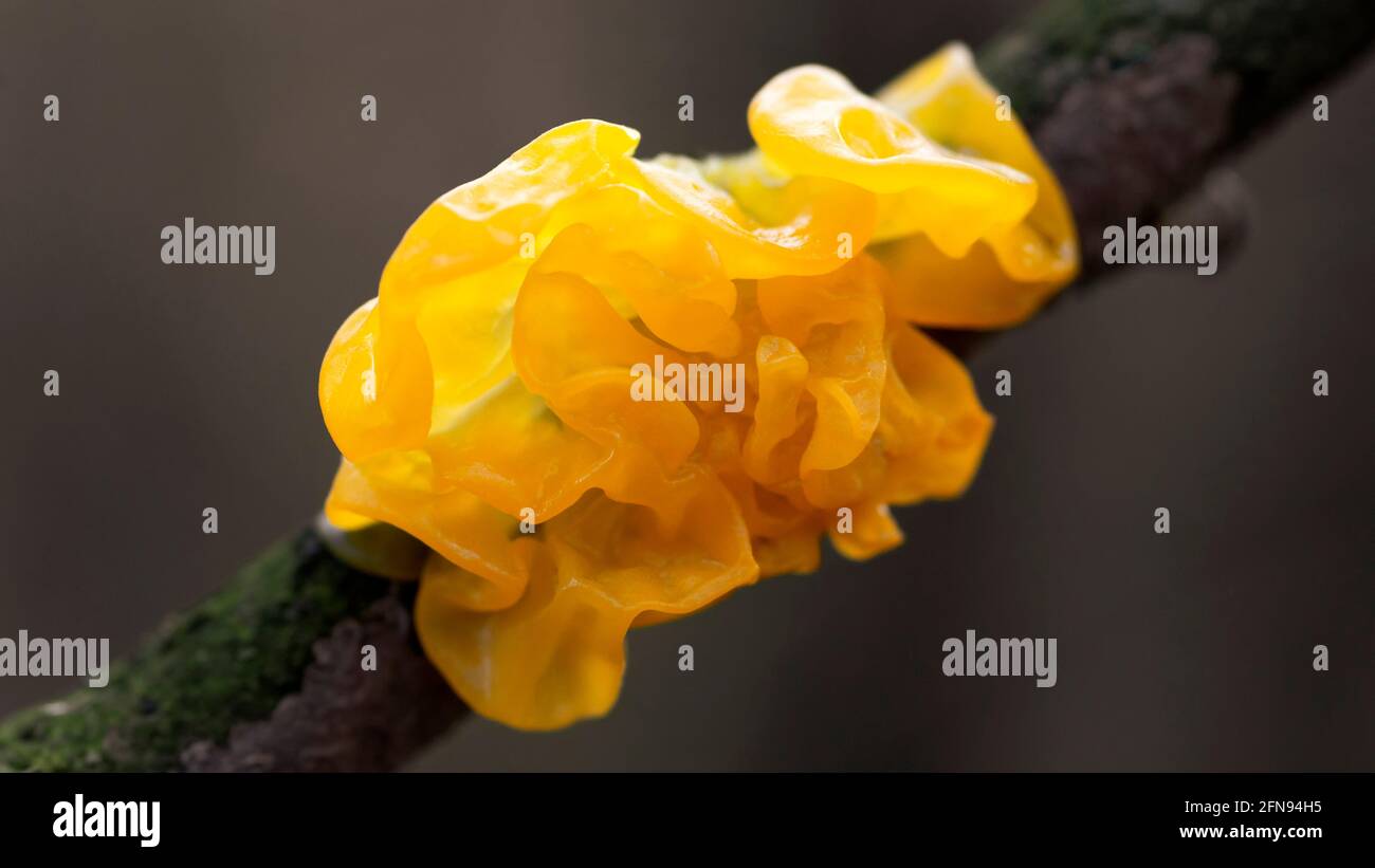 Pilz Tremella mesenterica oder gelbes Gehirn, goldener Gelee-Pilz, Hexenbutter, die auf einem Baumzweig wächst Stockfoto