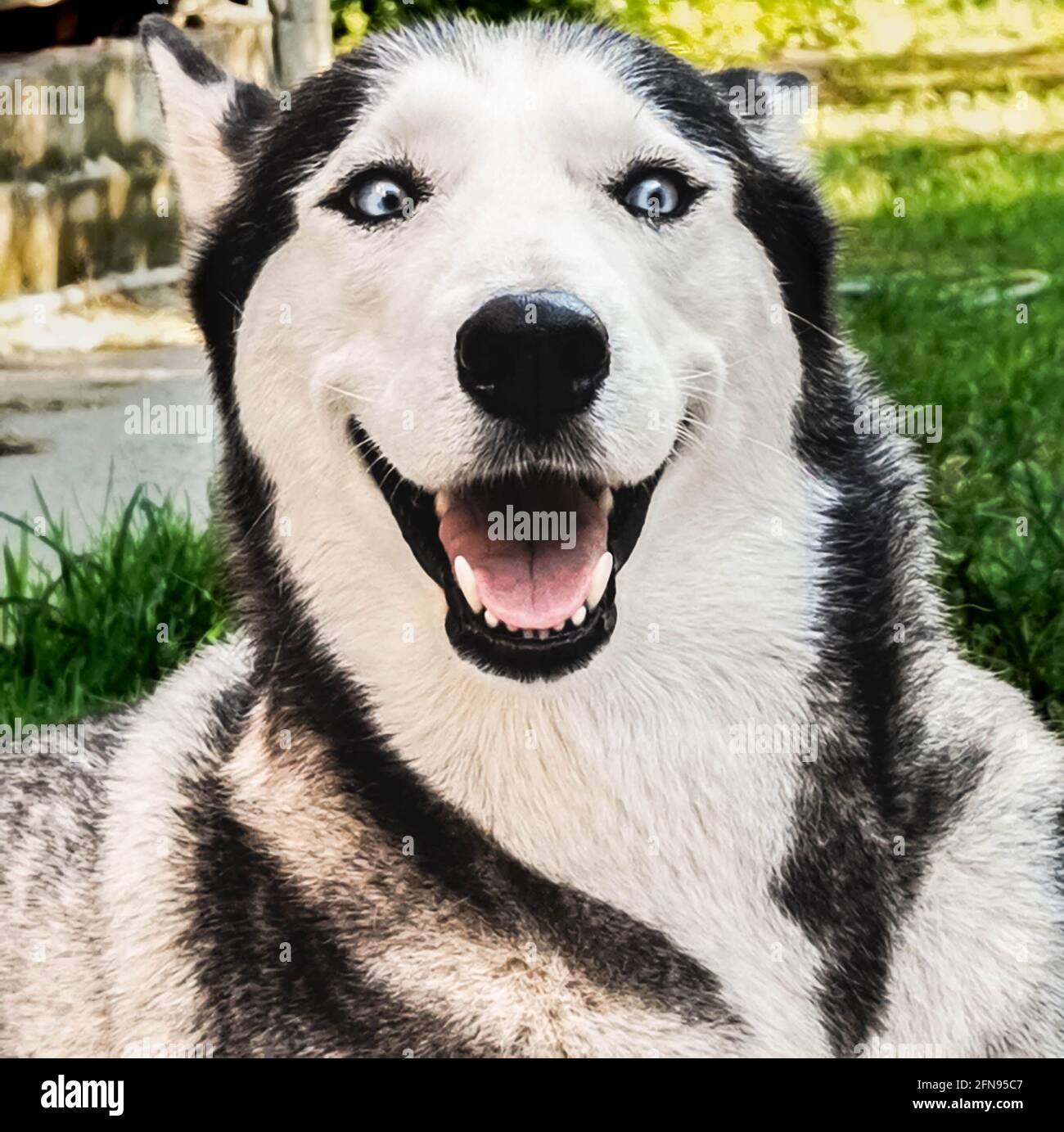 Lustiges Husky Portrait Stockfoto