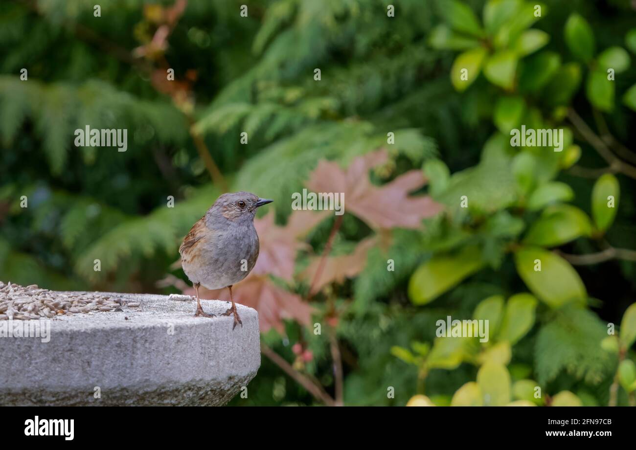 Ein Dunnock, Prunella modularis, steht auf einem Steinvogeltisch und ernährt sich in einem Garten in Surrey, Südostengland, vom späten Frühling bis zum Frühsommer (Einwohner) Stockfoto