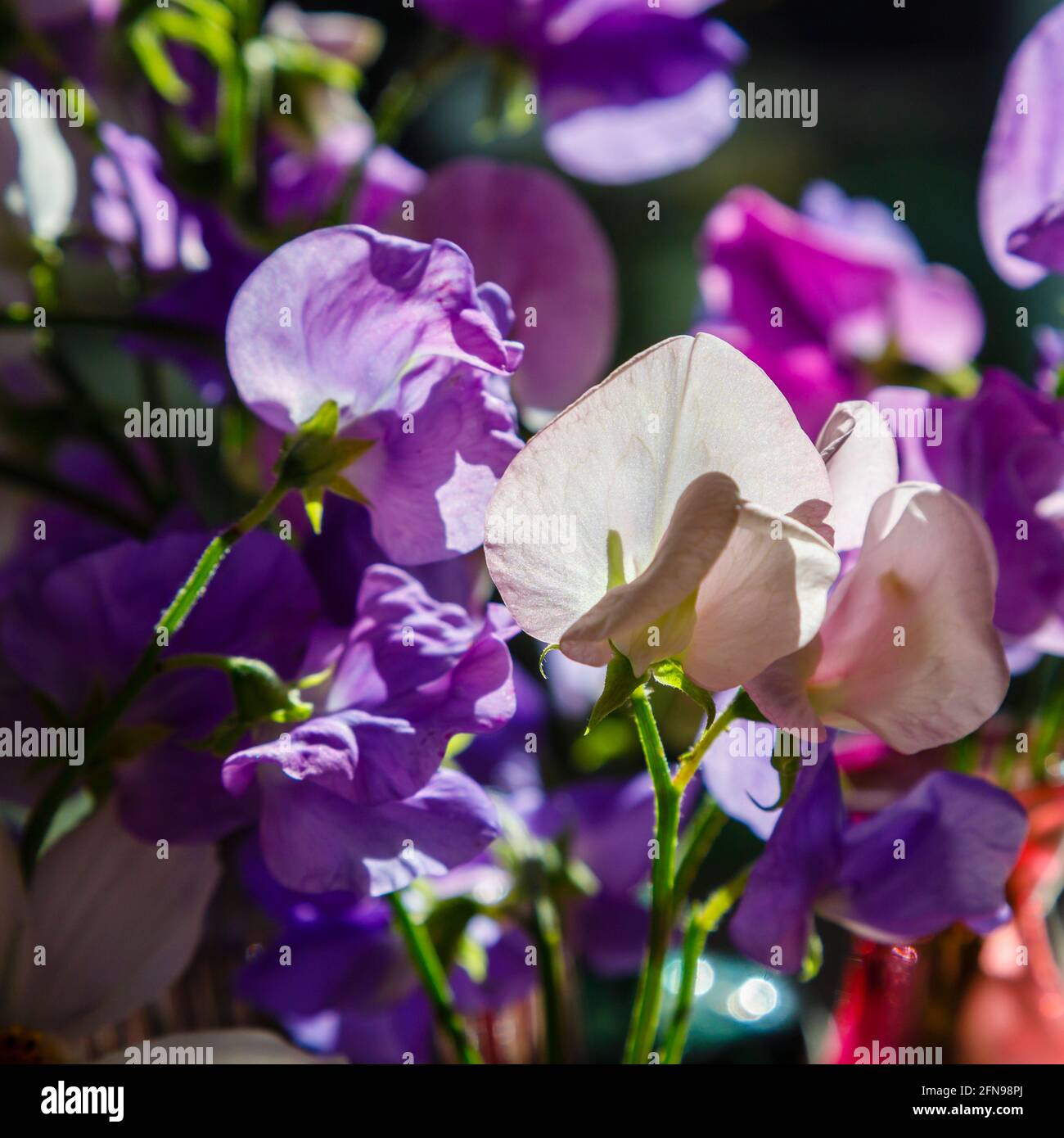 Violette, rosa und weiße, stark duftende, süße Erbsen (Lathyrus odoratus) in Blumenarrangements, die in einem Garten in Surrey, Südostengland, angebaut werden Stockfoto