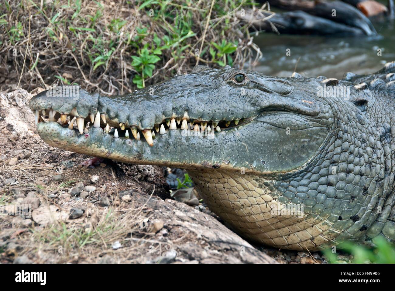 Coiba Island, Panama, Amerikanisches Krokodil (Crocodylus acutes) Stockfoto
