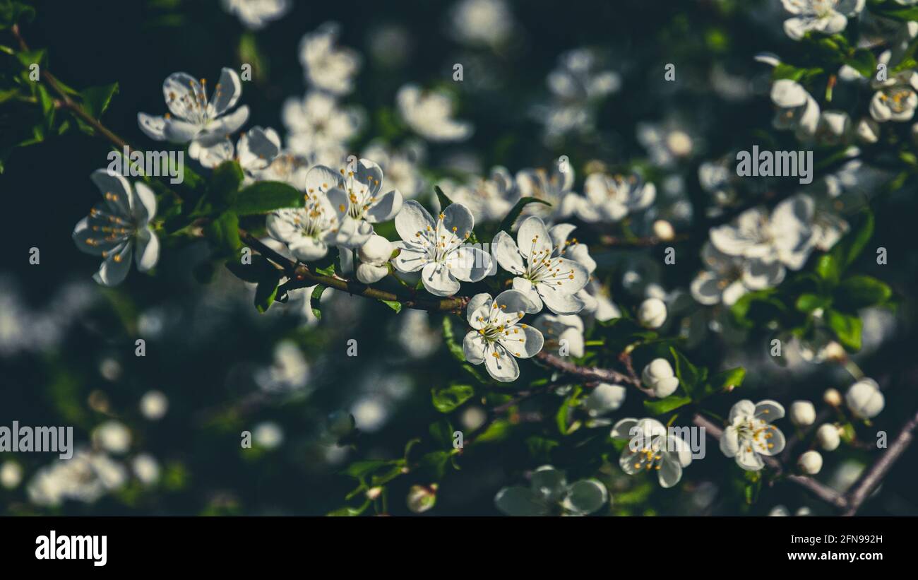 Frühlingsbaumblüte in dunkelgrünen Blautönen für florale Hintergrund Stockfoto