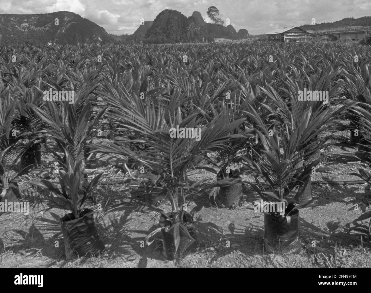 Borneo: Palmoil-Plantagen überall dort, wo vorher war Regen-Wald Stockfoto