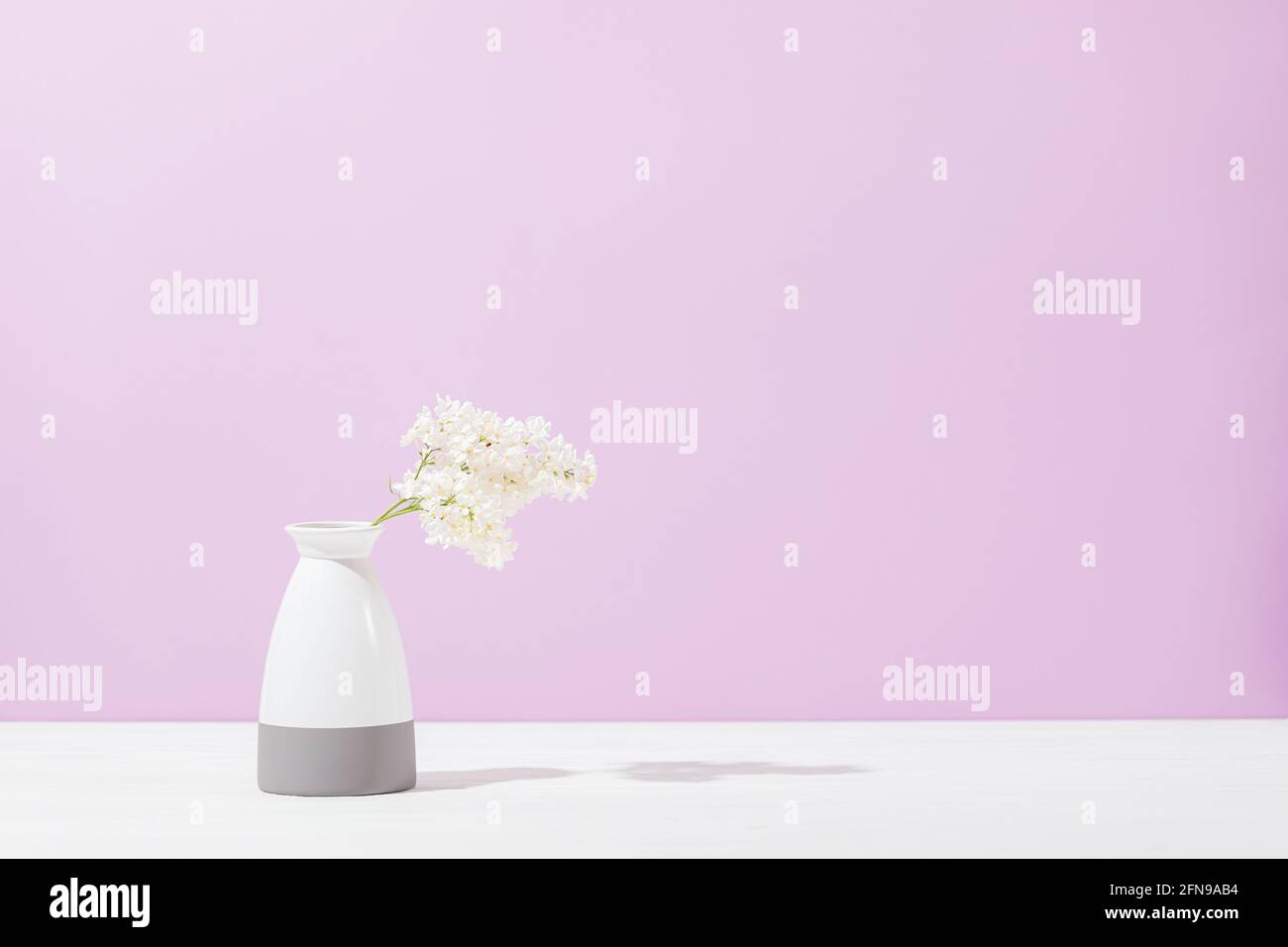Zweig blühender weißer Flieder in Vase vor dem Hintergrund der purpurnen Wand, freier Raum Stockfoto