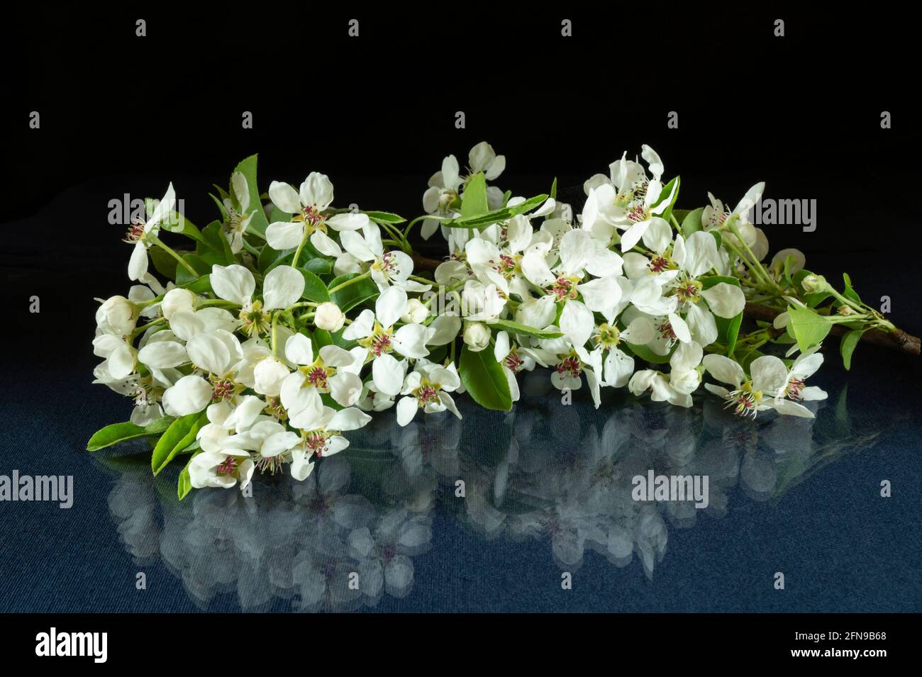 Ein Zweig einer blühenden Birne auf dem Tisch mit einem Spiegelbild. Weiße Blume im Frühling auf schwarzem Hintergrund Stockfoto