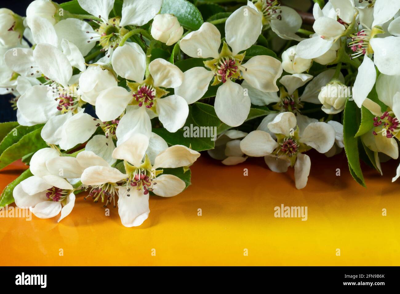 Ein Zweig einer blühenden Birne auf einem orangen Tisch. Weiße Blüte im Frühling Stockfoto