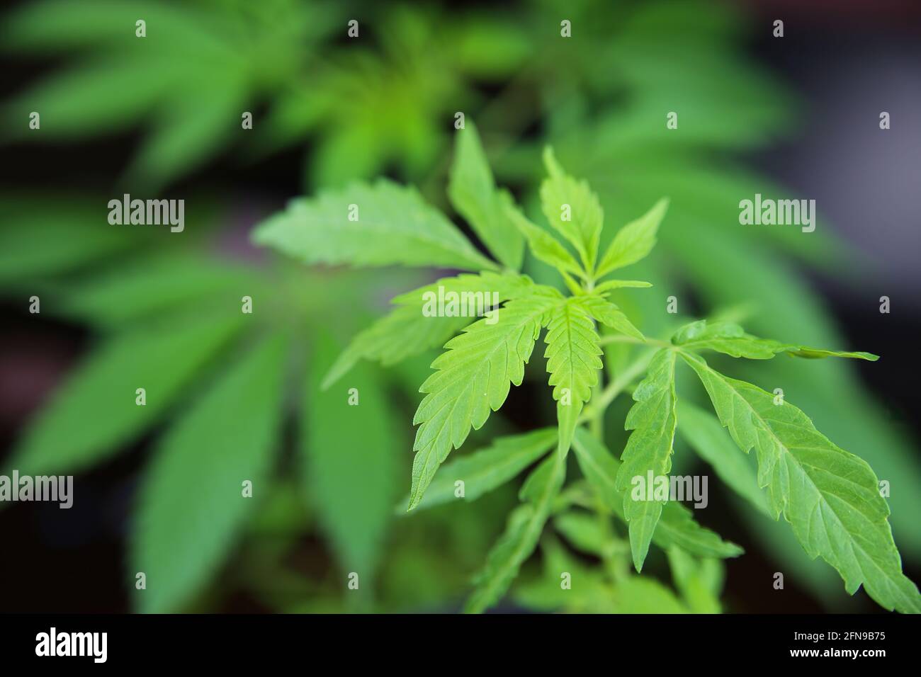 Nahaufnahme von grünen jungen Cannabispflanzenblättern im Blumentopf Stockfoto