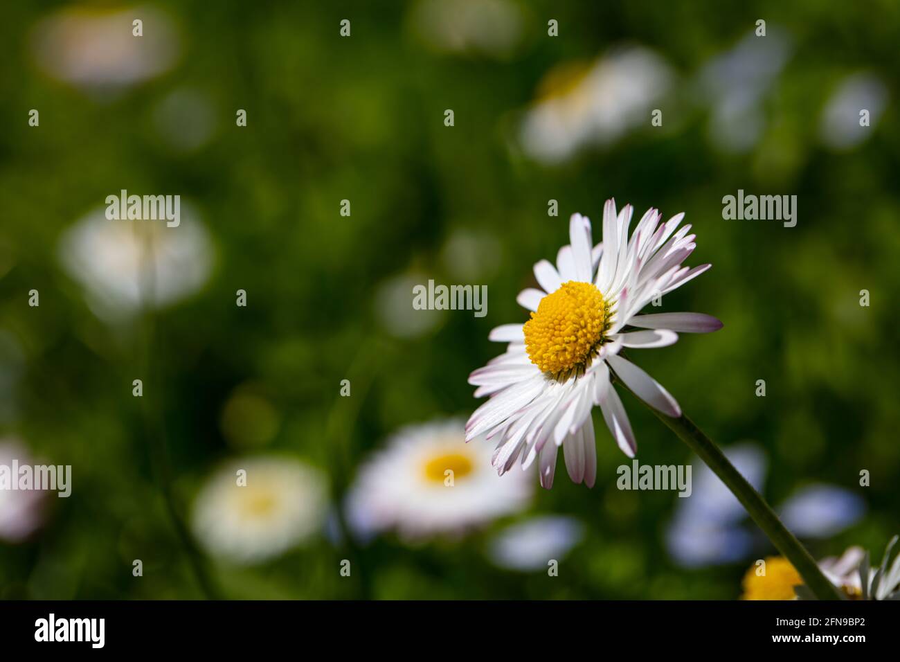Nahaufnahme Der Englischen Ganseblumchen Bellis Hintergrundbild Hintergrund Stockfotografie Alamy
