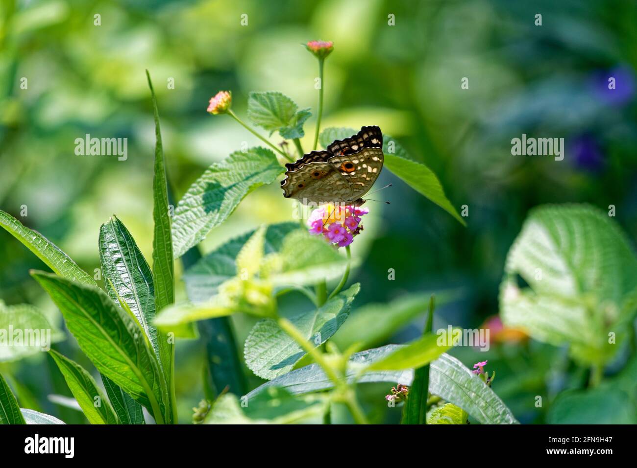 Schmetterling auf kleine zarte Blume natürlich und im Freien Tageslicht Stockfoto