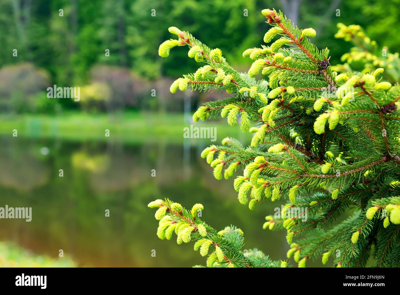 Tanne bläuliche Fichte Kanadisch, weihnachtsfichte weiß - immergrüne Baumpflanze, Art der Familie der Pinaceae. Helle junge Triebe auf dunkelgrünen Ästen Stockfoto