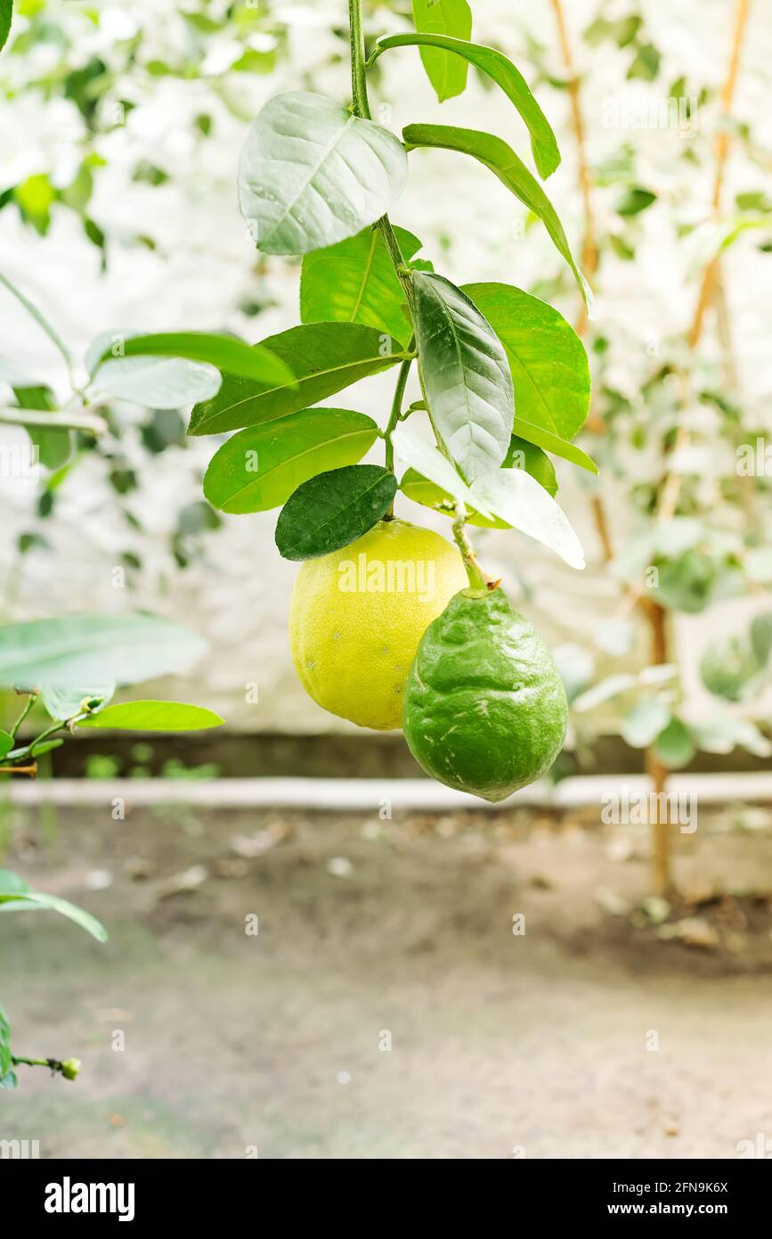 Grüner Zitronenbaum im Garten mit Tageslicht. Stockfoto