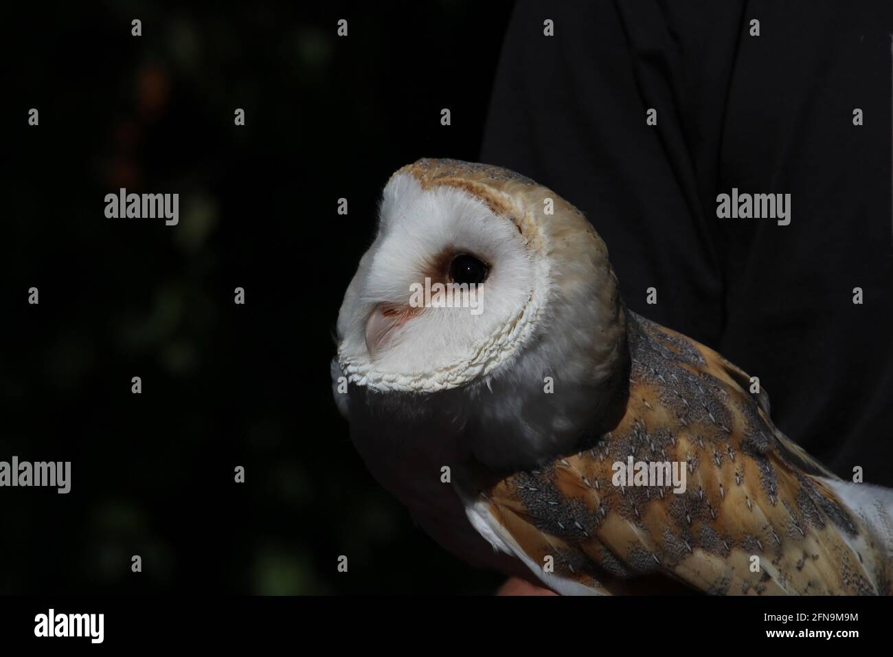 Warnen Sie Scheuneneule, die mit Absicht schaut. Stockfoto