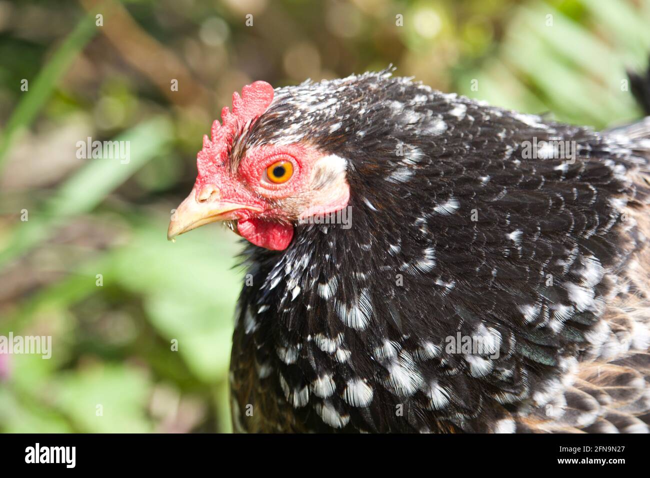 Ein Bantam-Hühnchen im Garten. Stockfoto