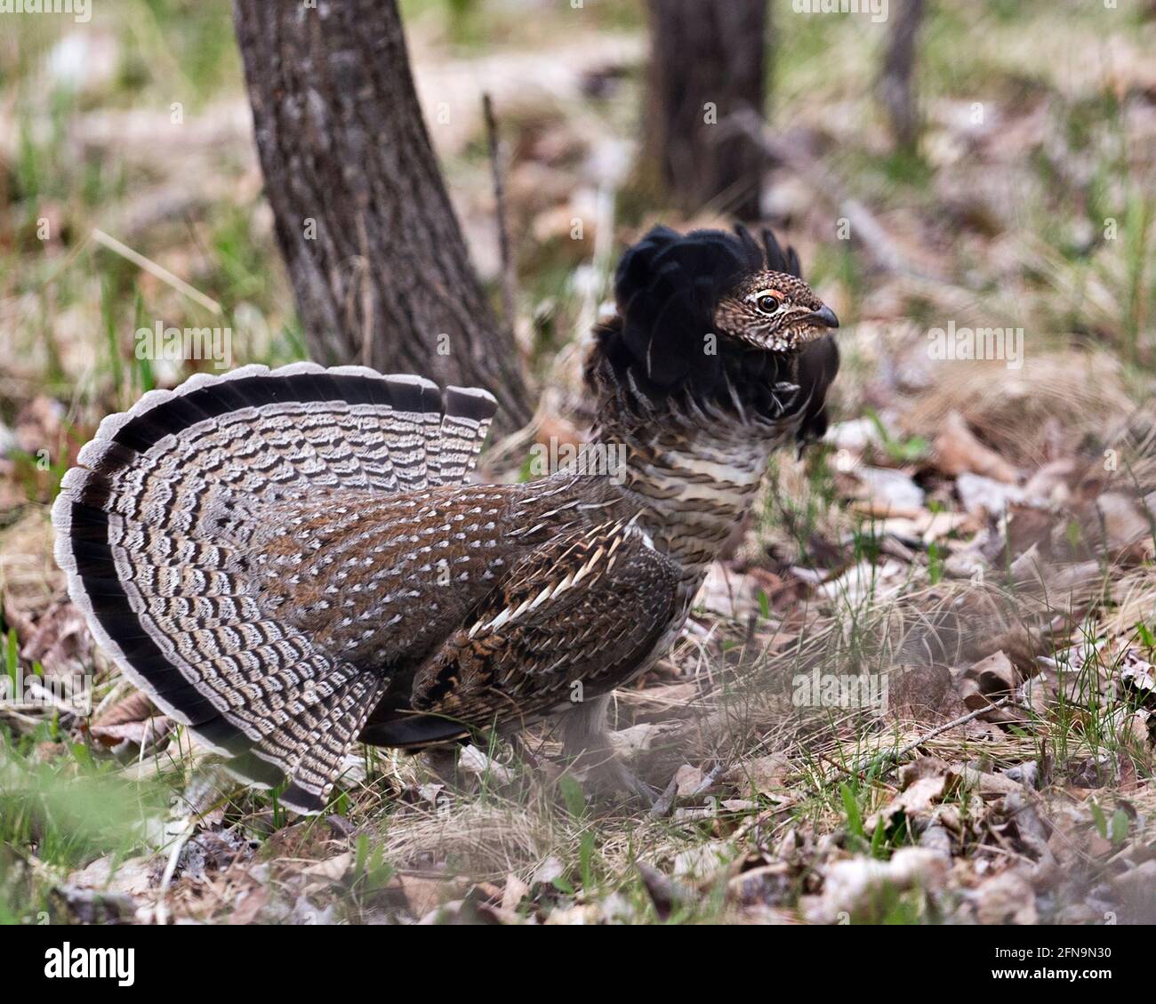 Rebhuhn männlichen gerafften Birkhuhn Struts Paarung Gefieder und Fächerschwanz im Wald mit einem verschwommenen Hintergrund und Laub Vordergrund in seiner Umgebung . Stockfoto