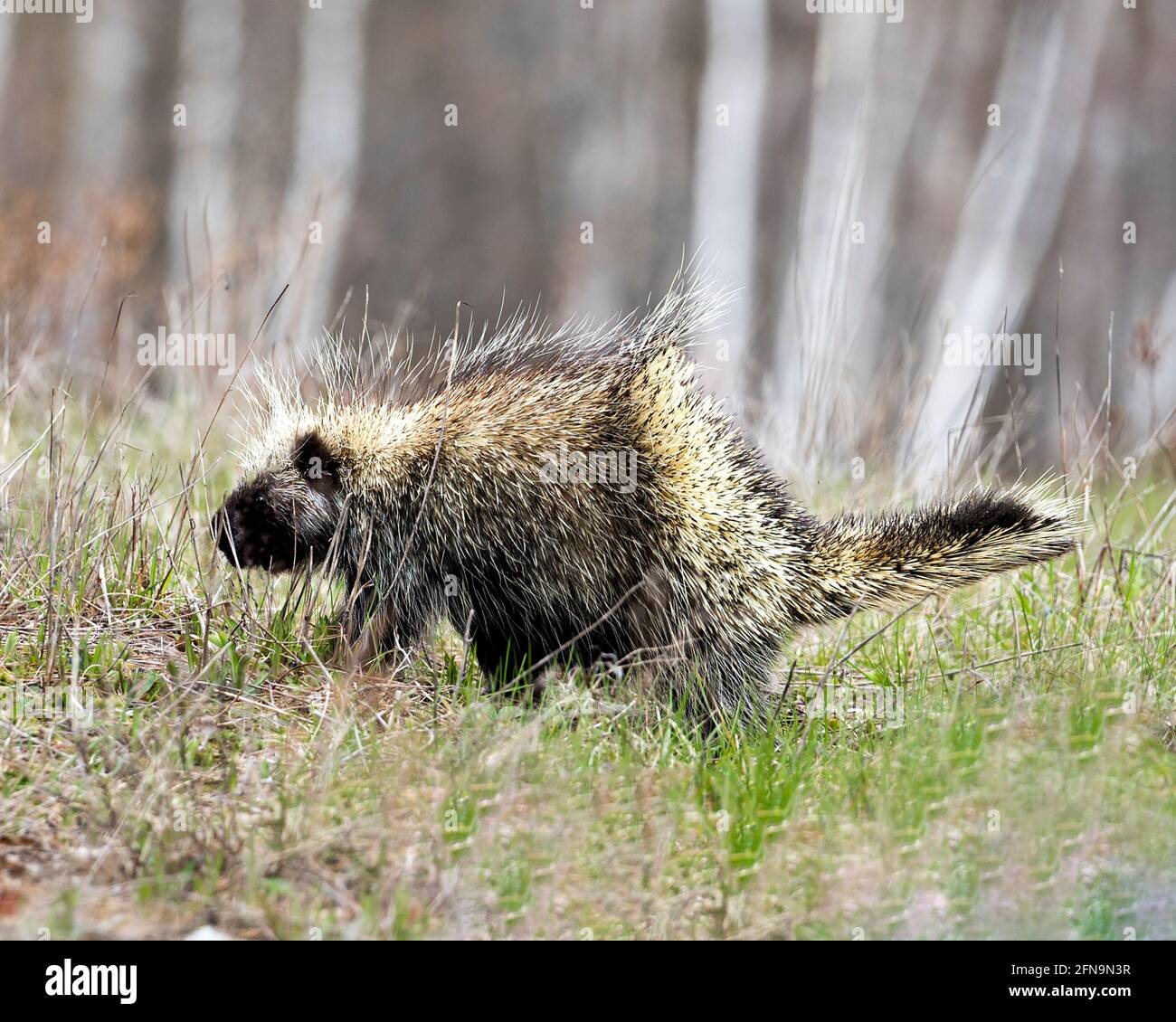 Stachelschweine, die im Grasland mit unscharfem Hintergrund spazieren, Körper, Kopf, Fell mit scharfen Stacheln, Federn, in der Frühlingssaison in ihrer Umgebung zeigen Stockfoto