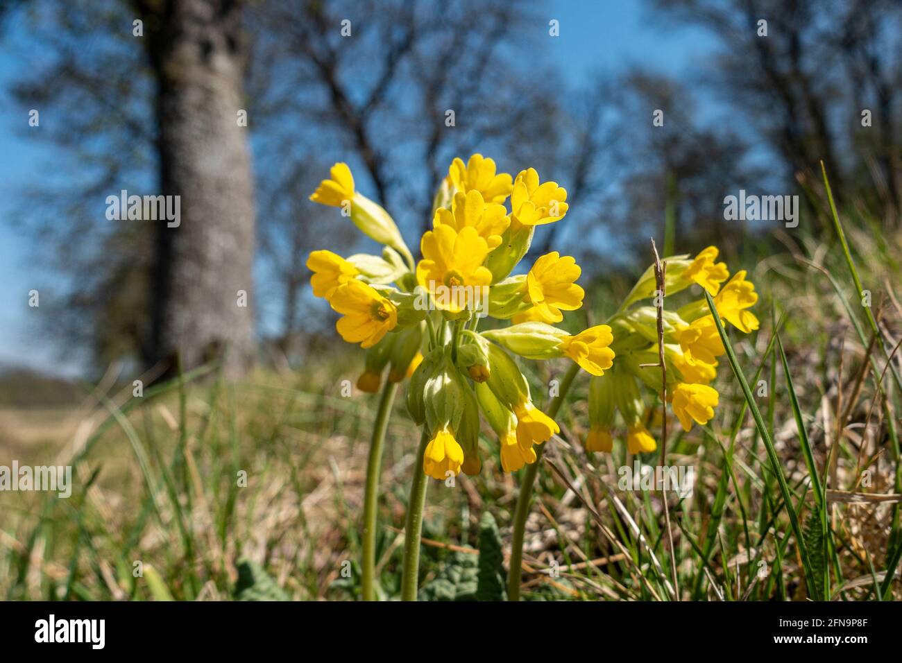 In der Frühlingssonne blüht am Waldrand ein kleiner Haufen Kuhblumen. Stockfoto
