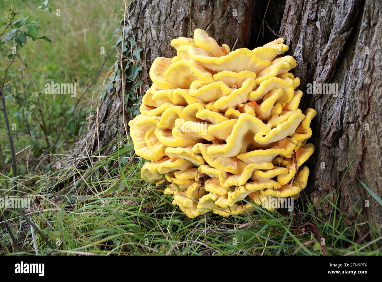 Gelber, polyporiger Schwefelpilz am Fuße eines Baumes. Stockfoto