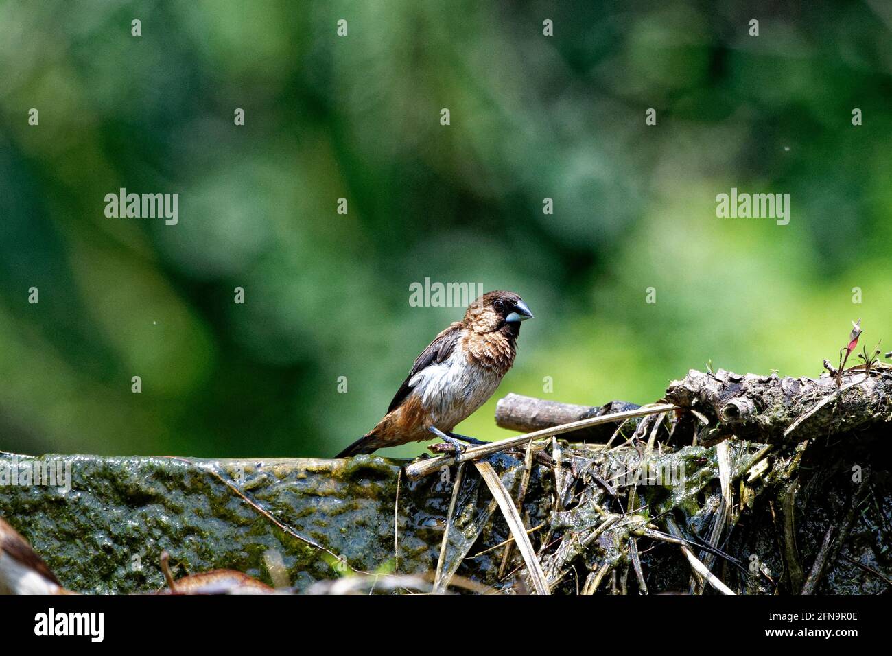 Weißer Knabbermunia-Vogel in freier Wildbahn bei Tageslicht, natürlich Stockfoto