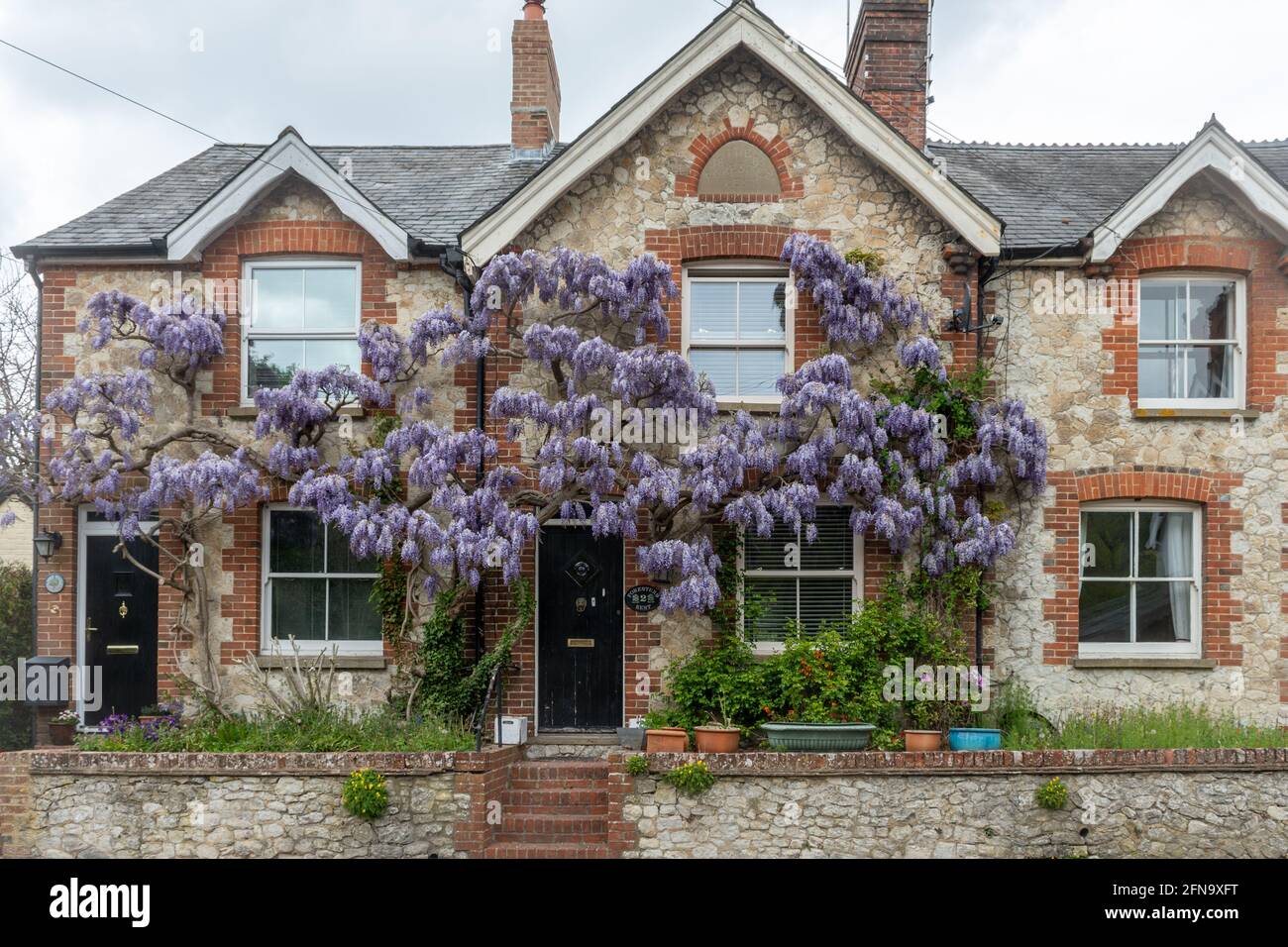 Glyzinie wächst an der Vorderseite eines Hauses, lila blühende Pflanze während des Frühlings, Großbritannien Stockfoto