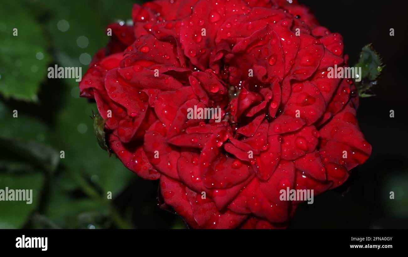 Rote Rose mit Tröpfchen Makro Stockfoto