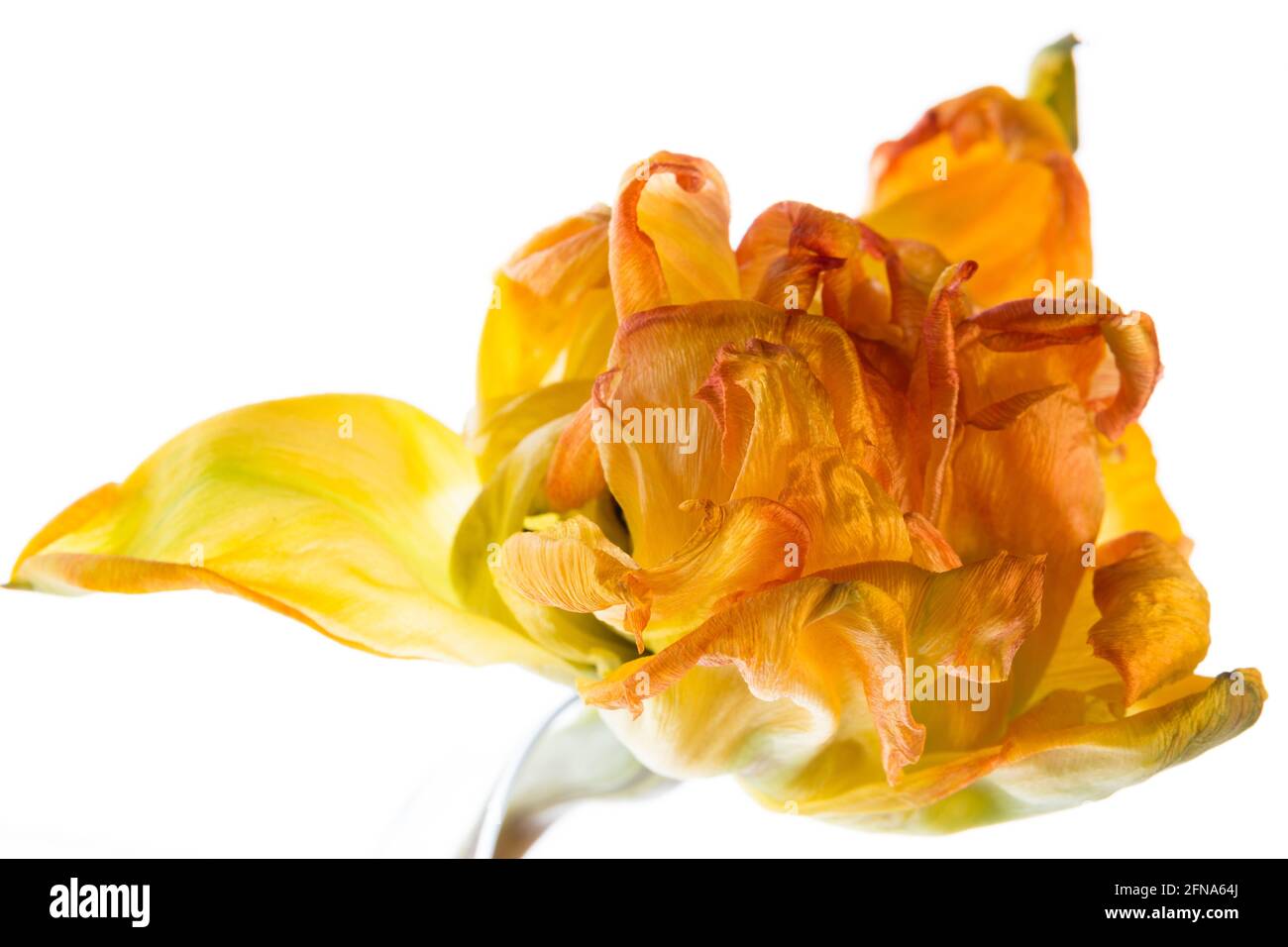 Gewellte Tulpenblume vor weißem Hintergrund Stockfoto
