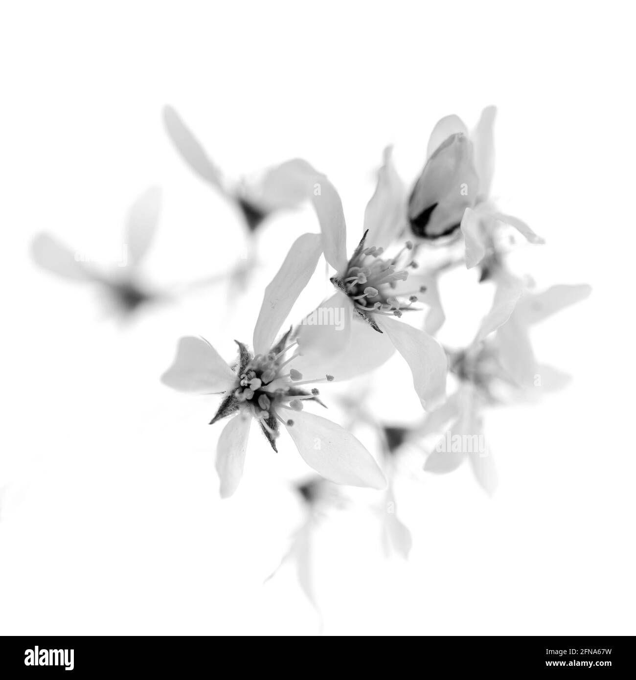 Nahaufnahme der Pflaumenblüte in Schwarz und Weiß Vor weißem Hintergrund Stockfoto