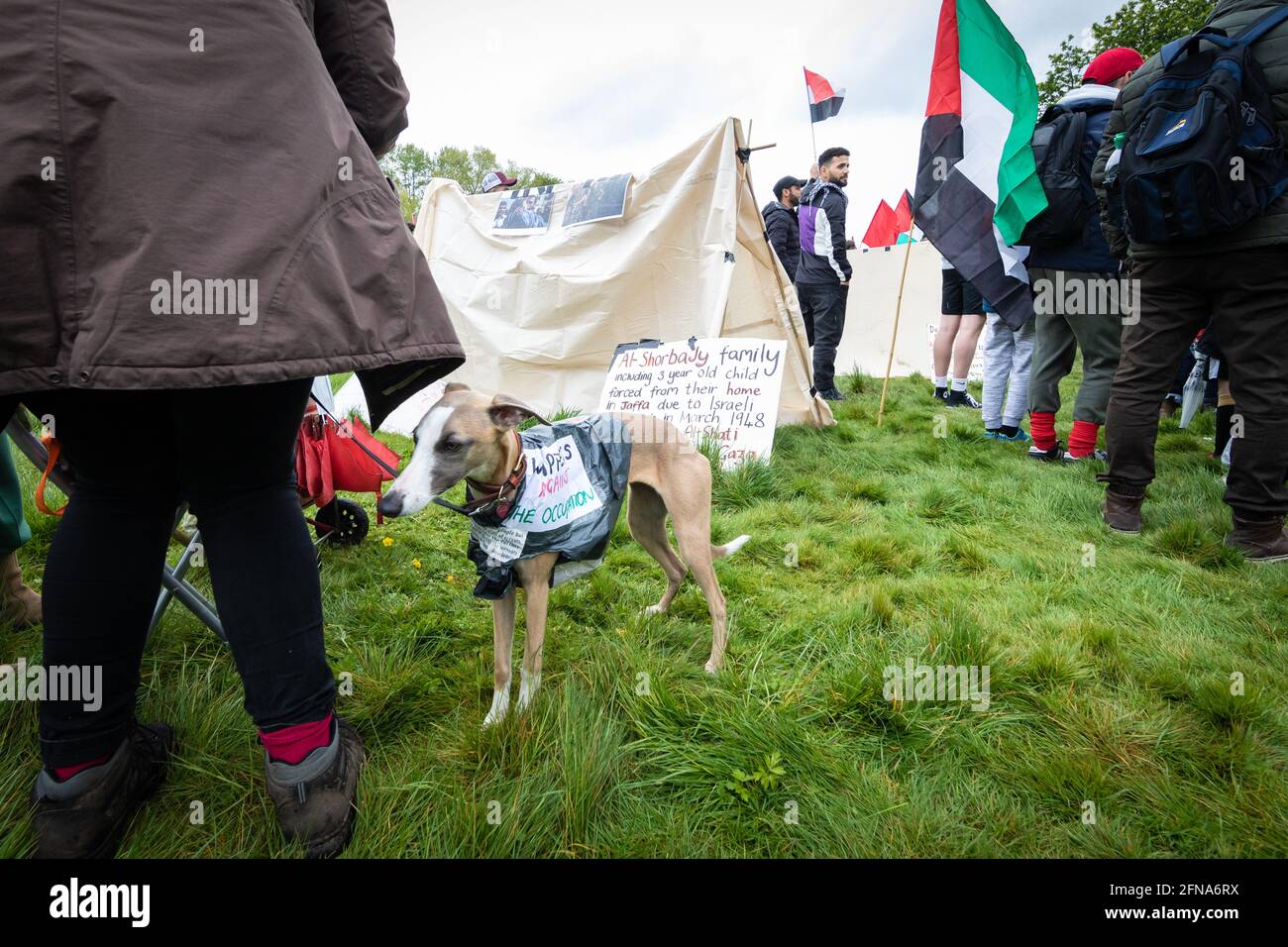 Manchester, Großbritannien. Mai 2021. Ein Hund mit Regenmantel wartet auf den Beginn des Protestes, der von der Bewegung für freies Palästina organisiert wurde.die Proteste wurden ausgelöst, nachdem israelische Truppen versuchten, Demonstranten aus dem Dorf Sheikh Jarrah zu bewegen, wo zahlreiche Familien aufgrund der Besetzung des Landes mit Zwangsräumungen konfrontiert sind. Kredit: SOPA Images Limited/Alamy Live Nachrichten Stockfoto