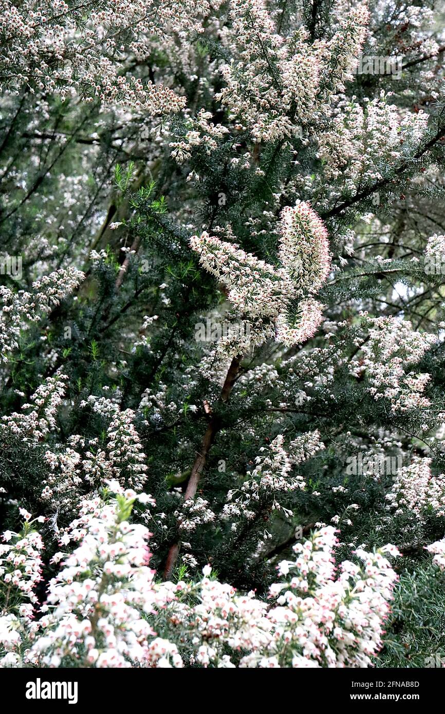 Erica arborea var. alpina Tree Heather – Rispen aus kleinen, urnenförmigen weißen Blüten, Mai, England, Großbritannien Stockfoto