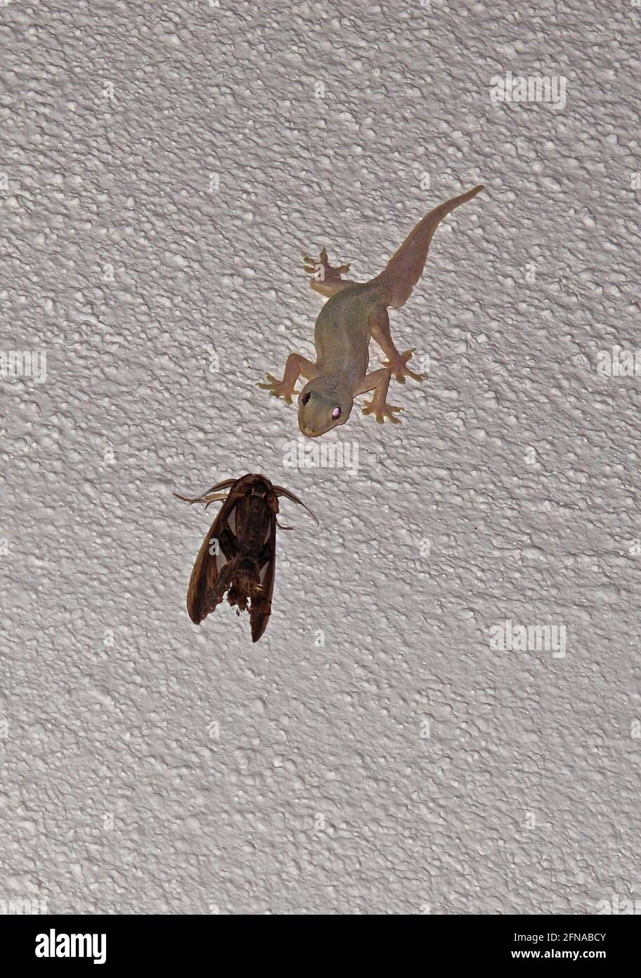 Asiatischer Hausgecko (Hemidactylus frenatus), ein Erwachsener an der Wand, der große Motten im Taman Negara NP, Malaysia, verfolgt Februar Stockfoto