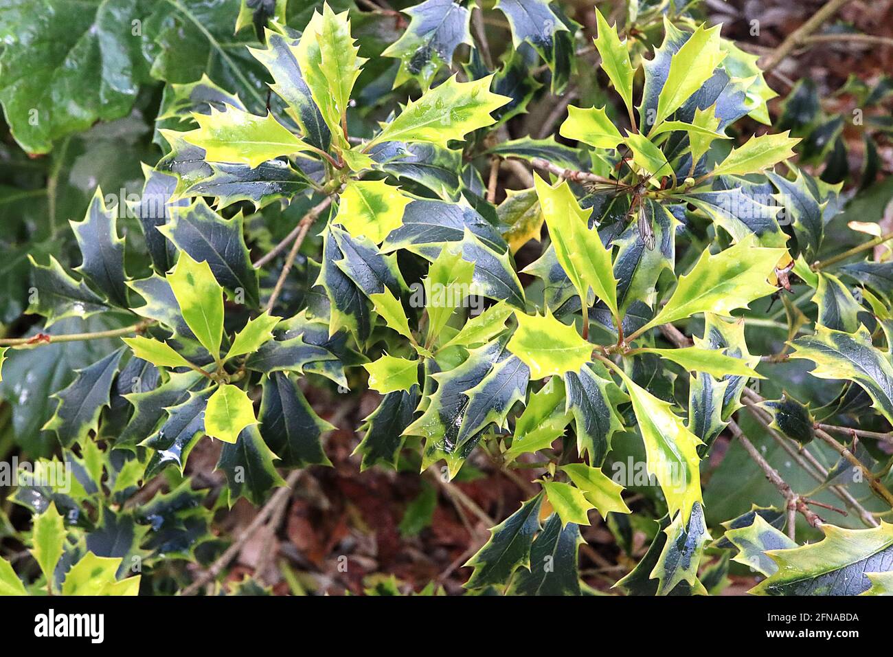 Osmanthus heterophyllus ‘variegatus’ buntes Stechpalmblatt – dunkelgrüne ovate Blätter mit olivgrünen Rändern und weichen Dornen, Mai, England, UK Stockfoto