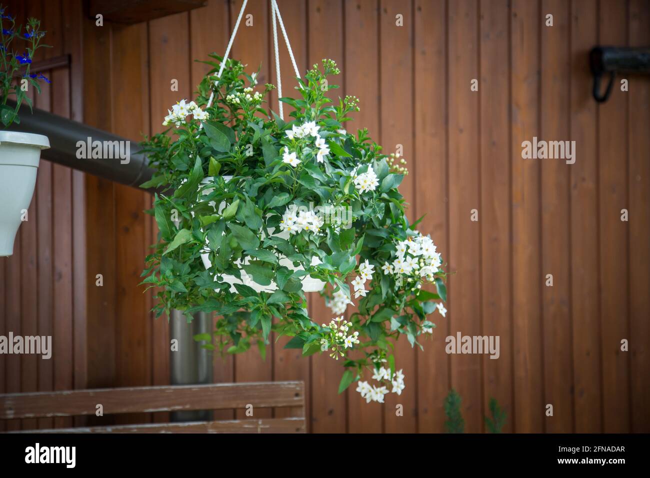Weiße Blumen in einer Blumentüte Stockfoto
