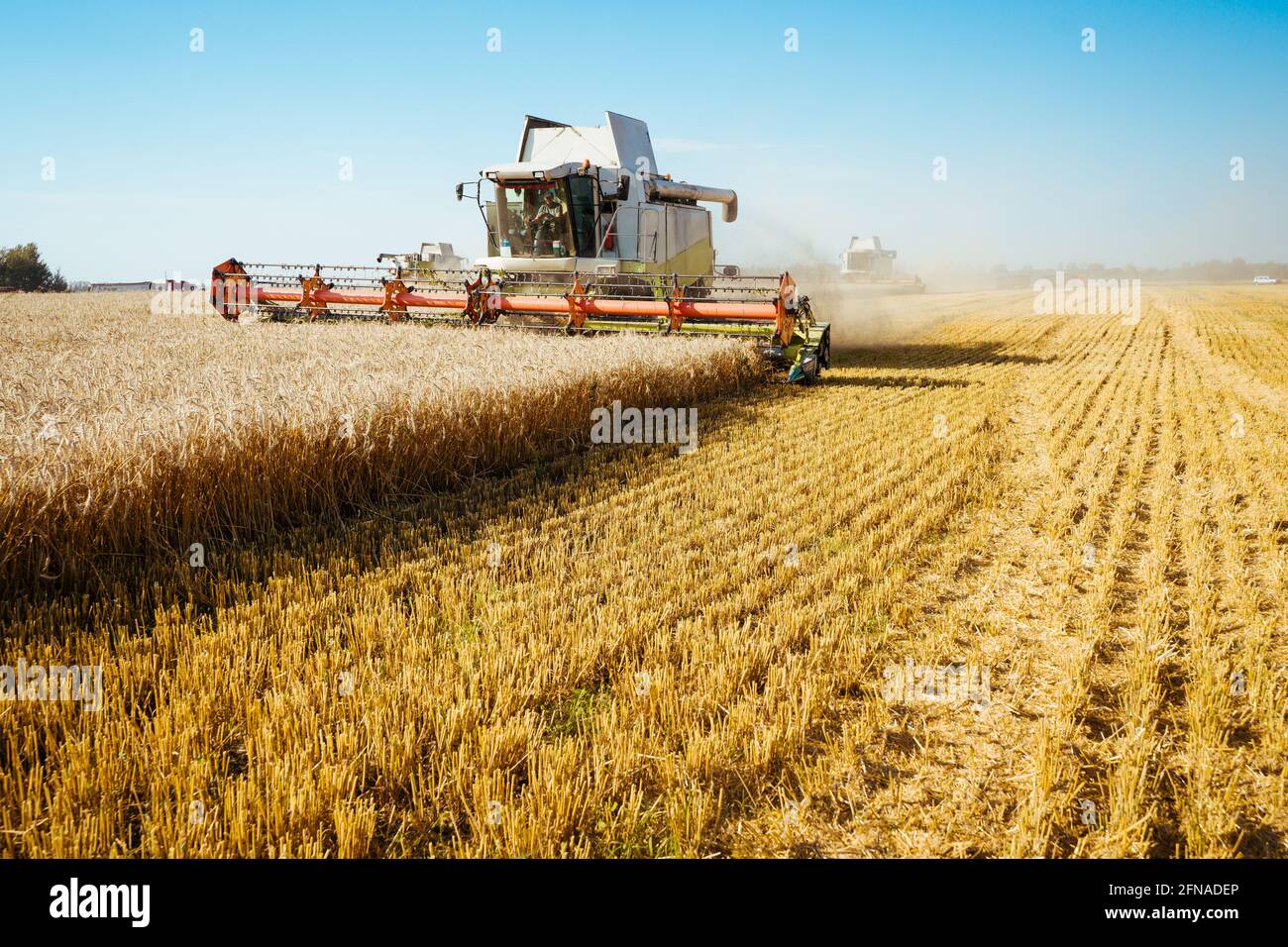Mähdrescher ernten reifen Weizen. Reife Ähren gold Feld auf den Sonnenuntergang bewölkt orange Himmel Hintergrund. . Konzept für eine reiche Ernte. Landwirtschaft Stockfoto