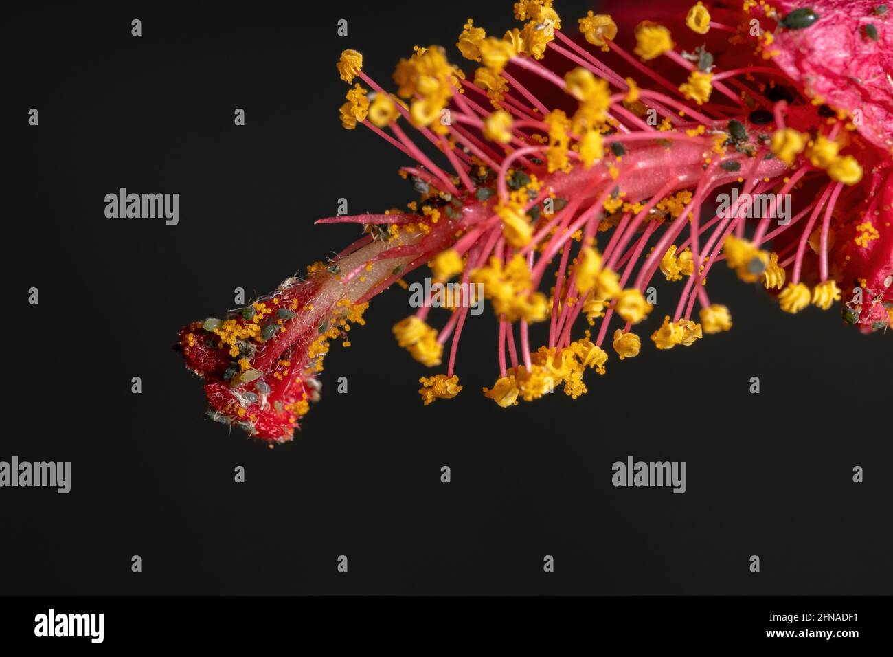 Melonenaphide Insekten der Art Aphis gossypii auf A Hibiskuspflanze Stockfoto