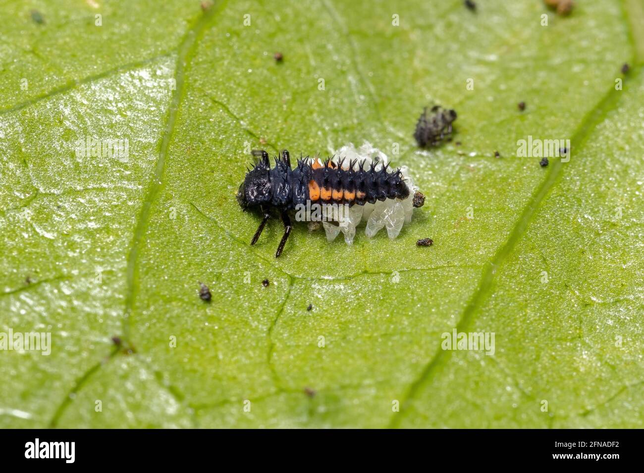 Asiatische Lady Beetle Larven der Art Harmonia axyridis fressen Blattläuse auf einer Hibiskuspflanze Stockfoto