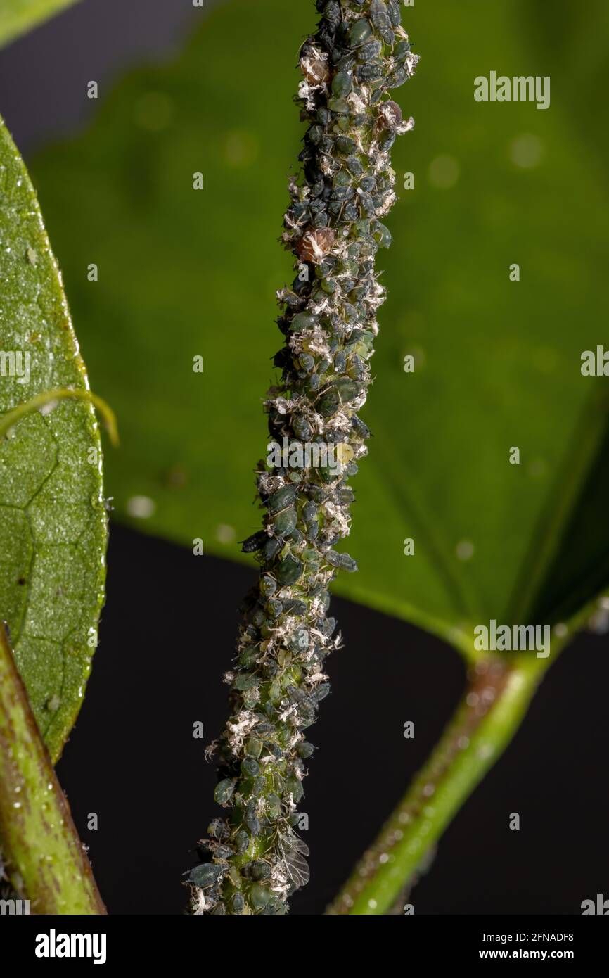 Melonenaphide Insekten der Art Aphis gossypii auf A Hibiskuspflanze Stockfoto