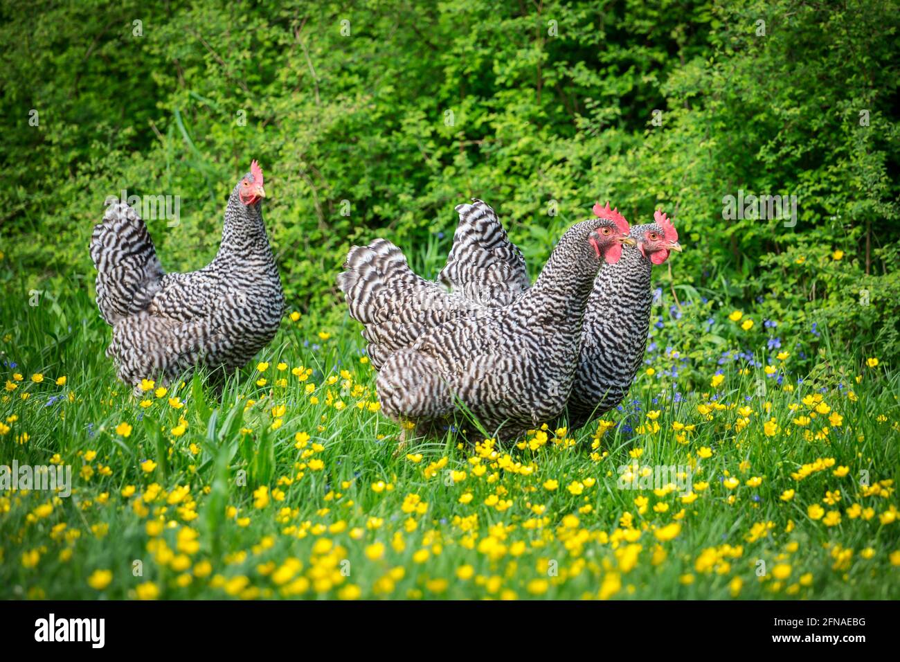 Freigelände Amrock Hühner auf der Wiese Stockfoto