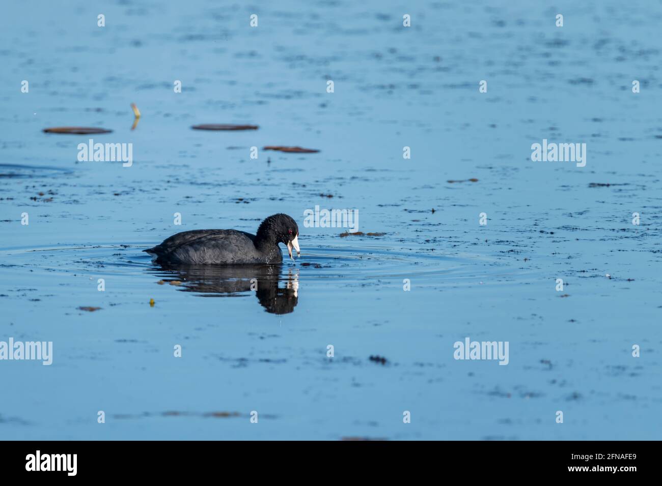 Amerikanischer Ruß ernährt sich von Pflanzen in Sumpfland Stockfoto